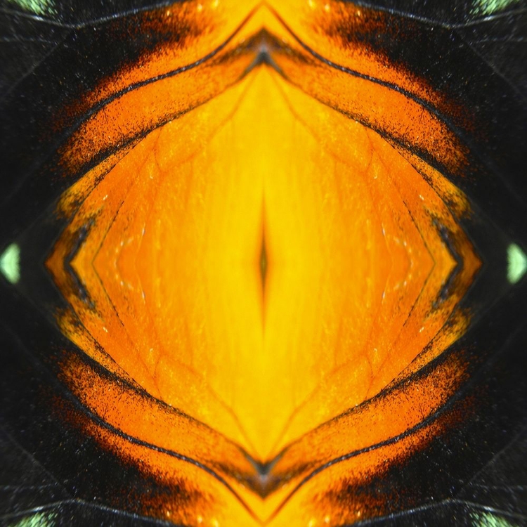 Picture of BUTTERFLY EYE IB