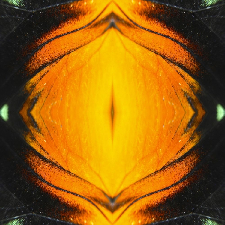 Picture of BUTTERFLY EYE IB