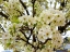 Picture of PEAR BLOSSOMS I