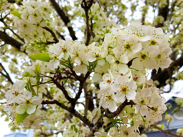Picture of PEAR BLOSSOMS I