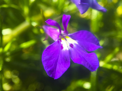 Picture of ROSEMARY FLOWER I