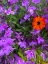 Picture of FLOWER SPOT I