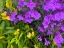 Picture of FLOWER SPOT III