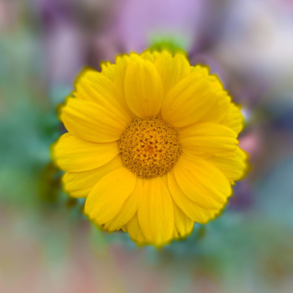 Picture of BABY SUNFLOWER