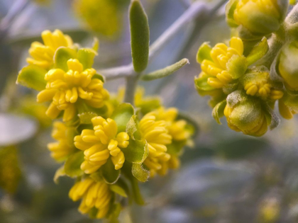 Picture of YELLOW BUDS I