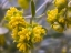 Picture of YELLOW BUDS I