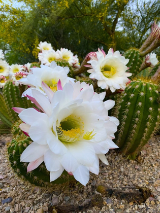 Picture of CACTUS FLOWER IV