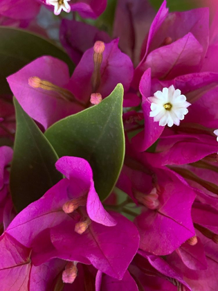 Picture of BOUGAINVILLEA II