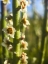 Picture of PENCIL BUDS I