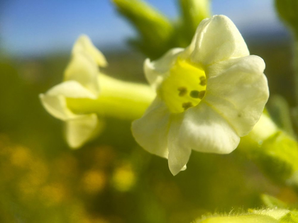 Picture of CACTUS FLOWER V