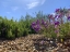 Picture of ROCK PATH I