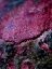Picture of RED AGGREGATE I