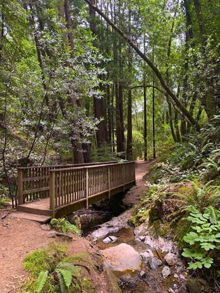 Picture of FOREST BRIDGE III