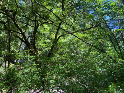 Picture of FOREST CANOPY I