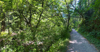 Picture of FOREST CANOPY II