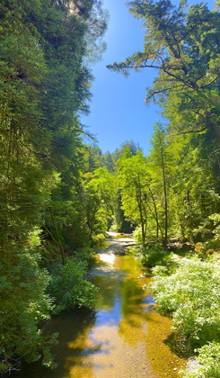 Picture of SALMON STREAM I