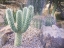 Picture of CACTUS ARRANGEMENT I