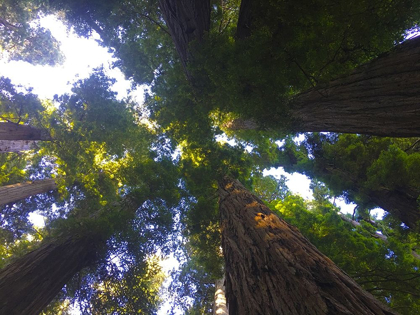 Picture of TREE CANOPY XIV