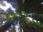 Picture of TREE CANOPY XIV