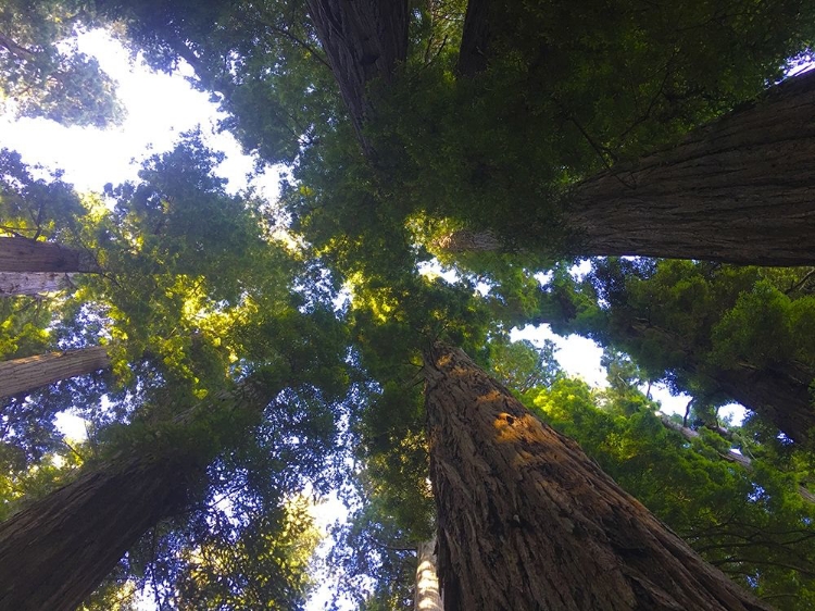 Picture of TREE CANOPY XIV