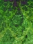 Picture of PRETTY PATTERN IV