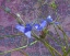 Picture of TRADESCANTIA
