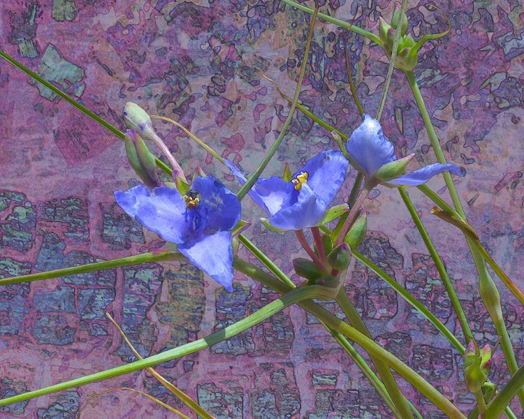 Picture of TRADESCANTIA