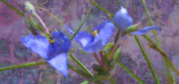 Picture of TRADESCANTIA