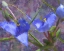 Picture of TRADESCANTIA