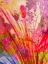 Picture of COLOR BLAST XI