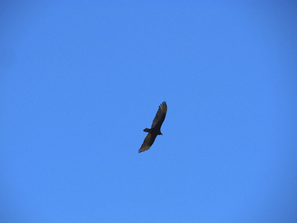 Picture of TURKEY VULTURE I