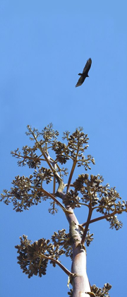 Picture of TURKEY VULTURE II