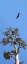 Picture of TURKEY VULTURE II