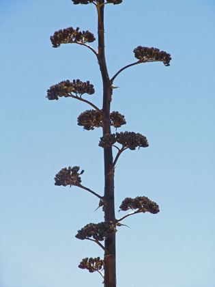 Picture of CENTURY PLANT II