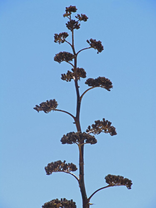 Picture of CENTURY PLANT III