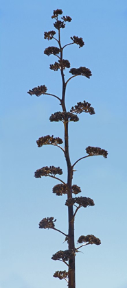 Picture of CENTURY PLANT IV