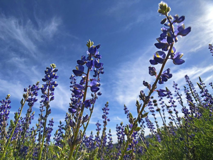Picture of WILDFLOWERS XI, LUPINE