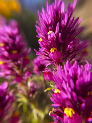 Picture of OWL CLOVER I