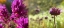 Picture of WILDFLOWERS COLLAGE I