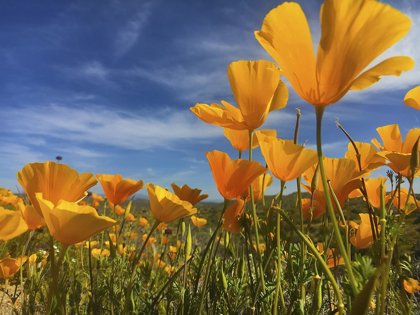 Picture of WILDFLOWERS XII