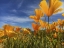 Picture of WILDFLOWERS XII