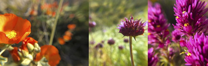 Picture of WILDFLOWERS COLLAGE II