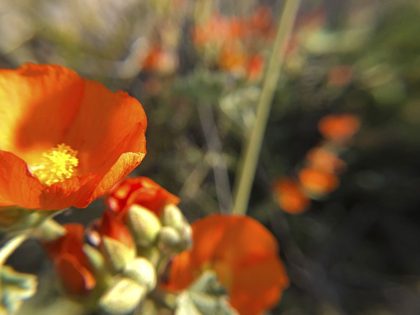 Picture of WILDFLOWERS XIV