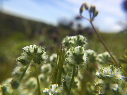 Picture of WILDFLOWERS XVI