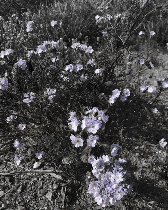 Picture of WILDFLOWERS BANDW I