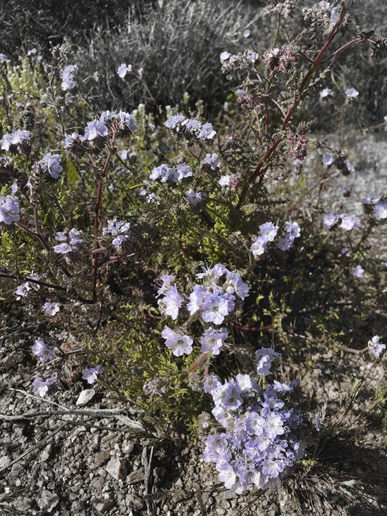 Picture of WILDFLOWERS BANDW II