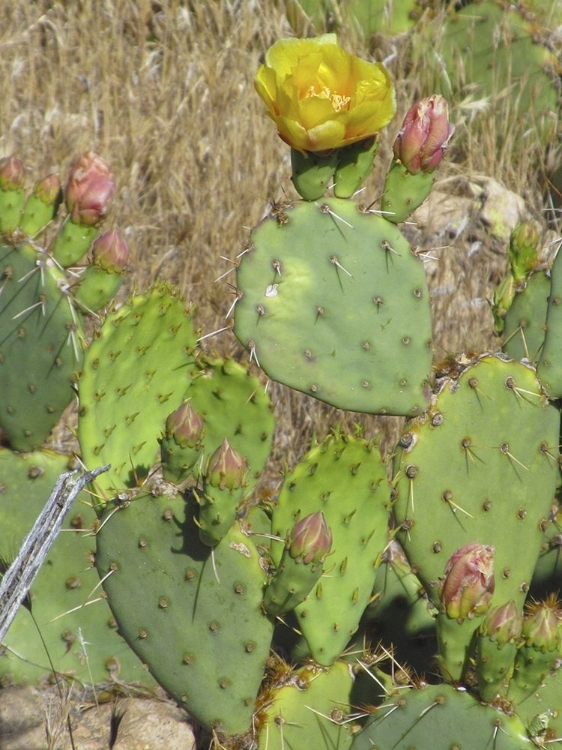 Picture of WILDFLOWERS XIX