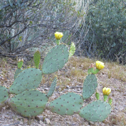 Picture of WILDFLOWERS XX