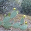 Picture of WILDFLOWERS XX