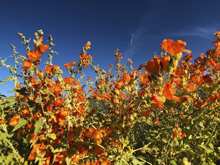 Picture of WILDFLOWERS XXII